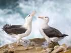 Courtship, greeting behavior. Black-browed Albatross or Mollymawk on Saunders Island. Falkland Is. Coastal Print